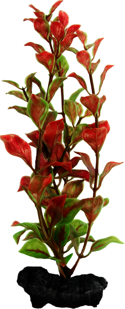 Rostlina TETRA Red Ludwigia  