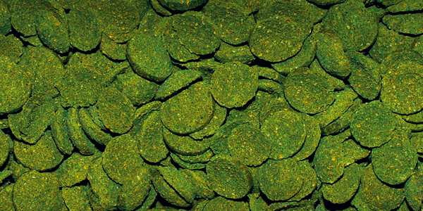 Spirulina wafers