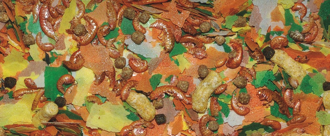KOI - mix 5000