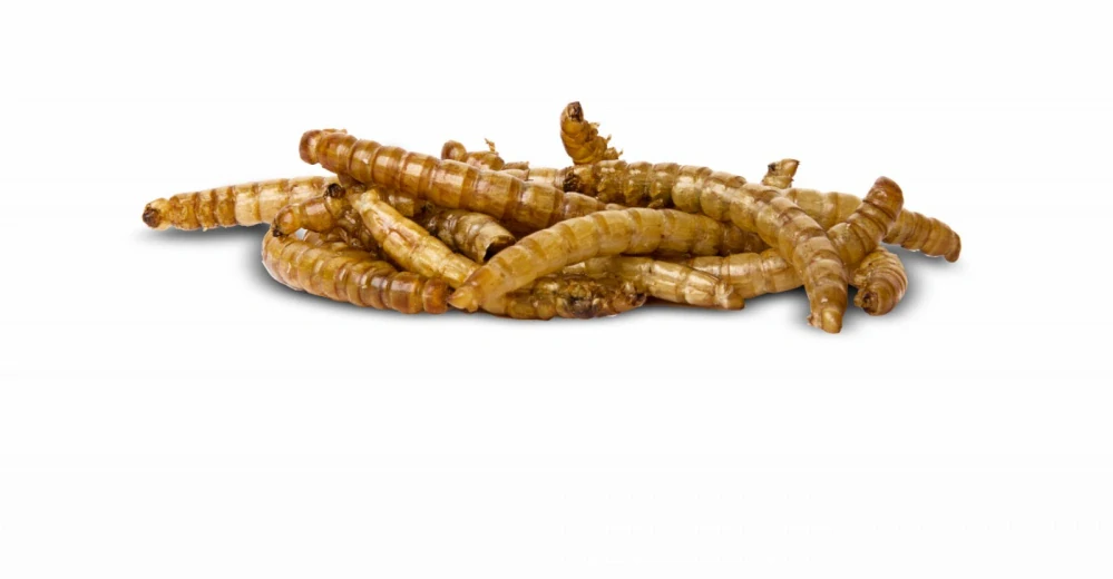 Sušení mouční červi v sáčku 80 g
