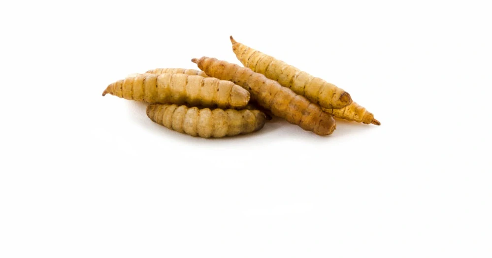 Sušená larva bráněnky 80 g, (Hermetia illucens L.)