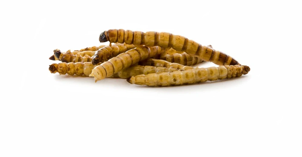 Sušený potemník brazilský 80 g, (Zophobas morio)