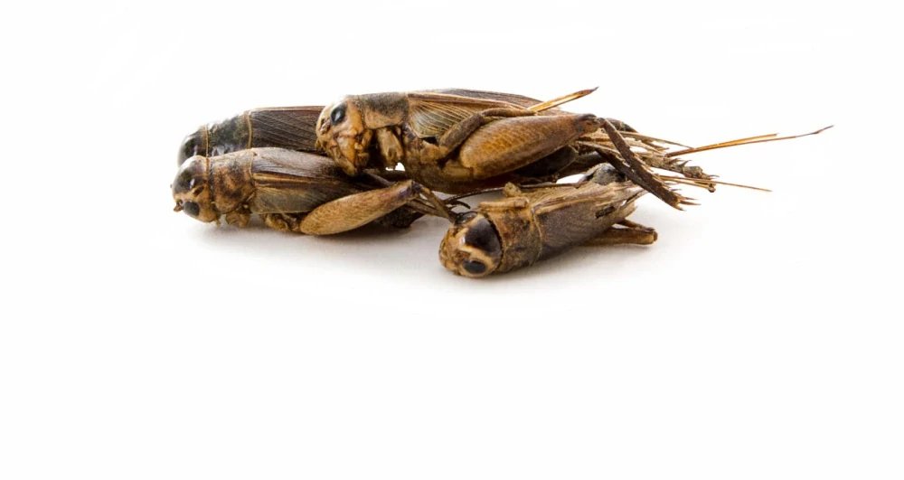 Sušená saranče 80 g, (Acrida cinerea)