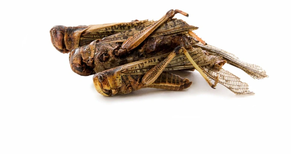 Mrazem sušená saranče 80 g, (Acrida cinerea)
