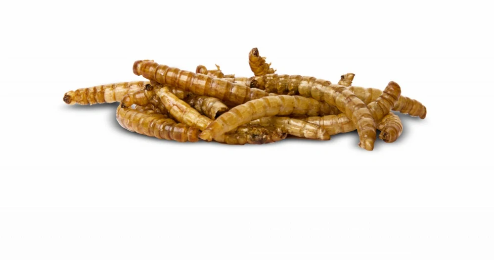 Sušení mouční červi v kbelíku, 450 g