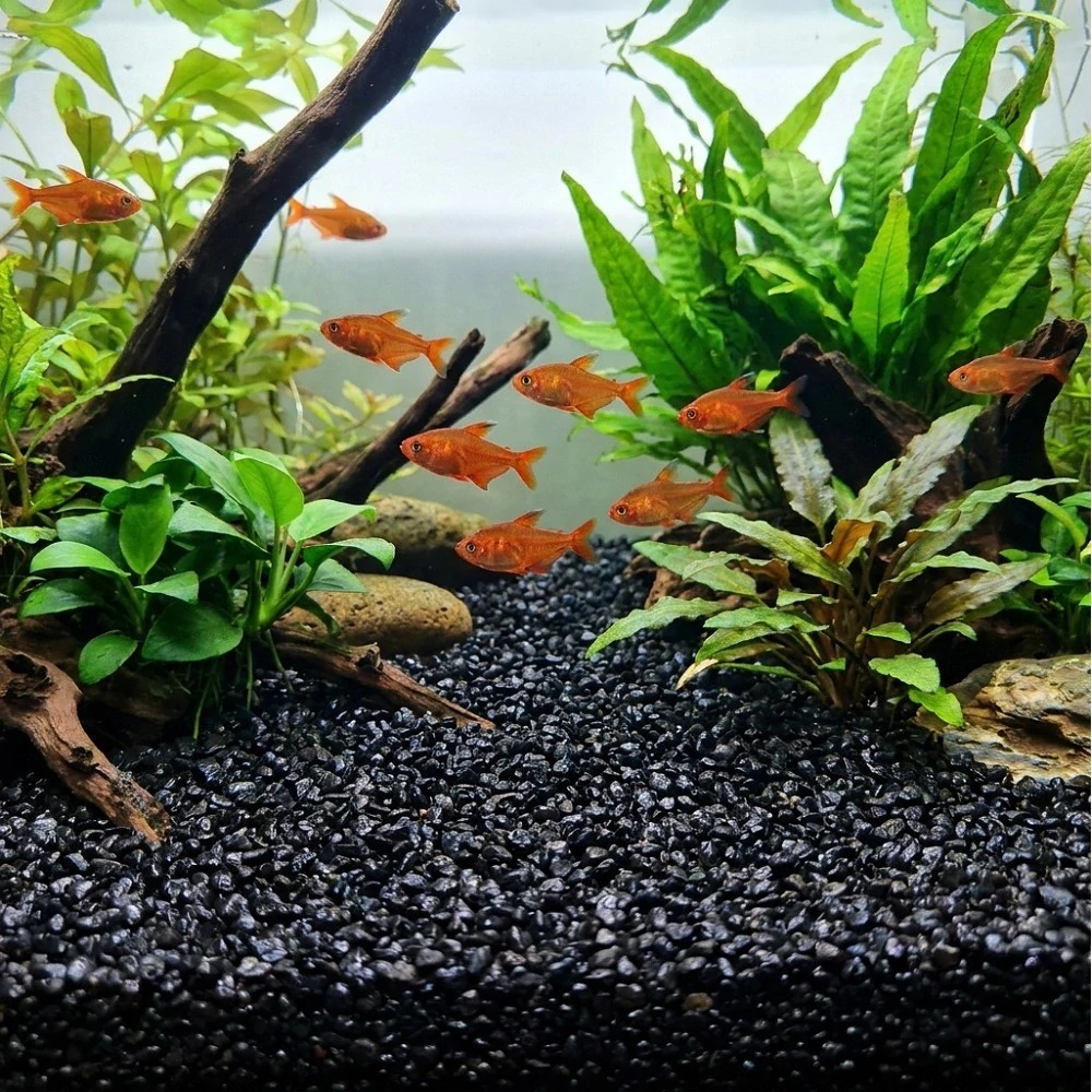 Akvarijní a terarijní štěrk černý 2 kg