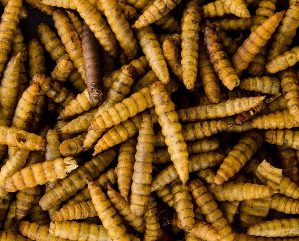 Sušená larva bráněnky 80 g, (Hermetia illucens L.)