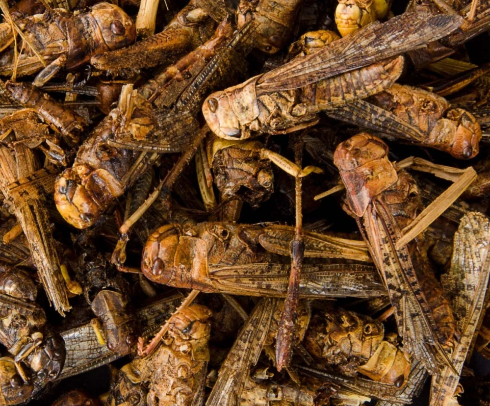 Mrazem sušená saranče 80 g, (Acrida cinerea)