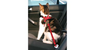 Postroj do auta pro kočku 20-50cm