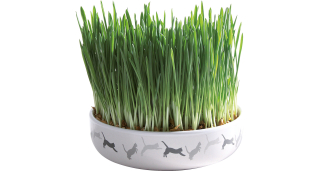 Keramická miska na trávu pro kočky 15x4cm, 50g travní semeno
