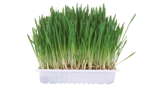 Tráva pro hlodavce v misce 100g 