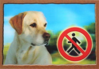Cedule na vrata 3D  Labradorský retrivr zlatý