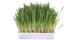 Tráva pro kočky v misce 100g